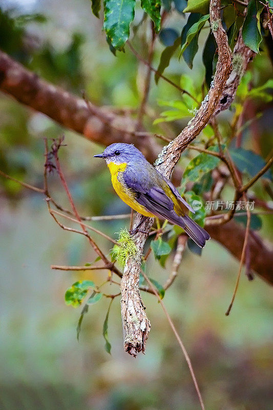 东黄知更鸟(Eopsaltria australis)